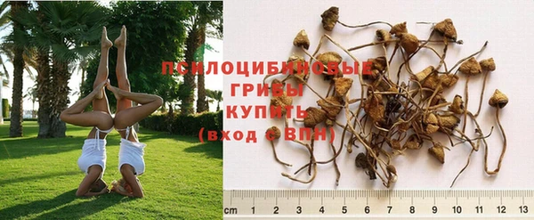 PSILOCYBIN Алексеевка